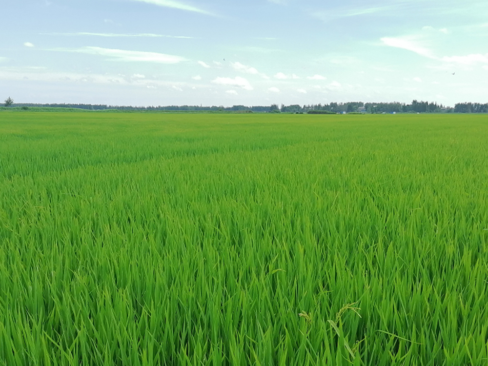 Mixiaoben agricultural planting base